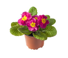 Pink Primula Flower In Flowerpot On White Background