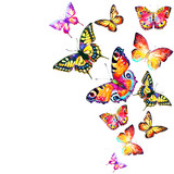 Fototapeta Motyle - beautiful color butterflies,set, isolated  on a white