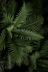  Palm leaves. Tropical