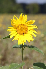 Biene Bestäubt Sonnenblume