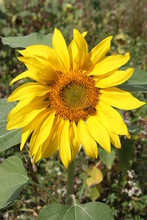 Biene Bestäubt Sonnenblumenkopf