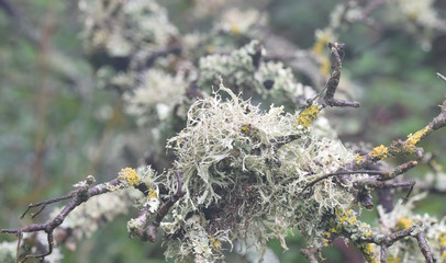Lichen in a Cornish woodland