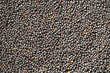 Macro rape seeds texture