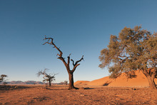 Namibia Desert, Veld, Namib 