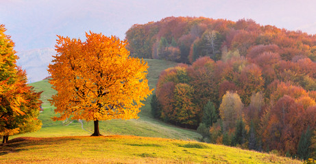 Majestic beech tree with sunny beams