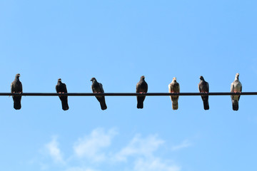 Flock of pigeons on electronic wires.