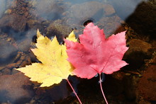 Red And Gold Maple Leaves Floating On Forest Stream