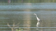 4K Wild Egret Bird Hunt Fish In Water Lake, Hungry Avian In Wilderness Habitat