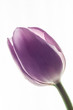 tender lilac purple tulip flower on white background.  isolated flower, closeup, studio shot