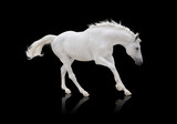 Fototapeta Konie - black horse runs isolated on white background