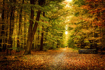 Gold october light in forest