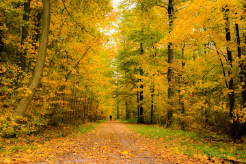 Wall Mural - Lone person walking in a beautiful forest in autumn