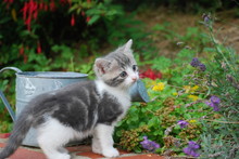 Red Kitten And Watering Can Free Stock Photo - Public Domain Pictures