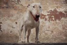 Domestic Dog Bull Terrier Breed. Focus On The Dog Muzzle, Shallow Depth Of Field