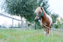 Young Miniature Horse In The Field.