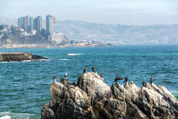 Poster - Cormorants and Sea Gulls