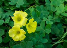 Closeup On Yellow Oxalis Flowers In The Garden On Springtime, Leaves Green Background