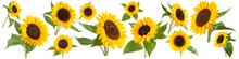 Sunflowers Isolated On White Background