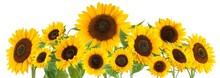 Sunflowers Isolated On White Background