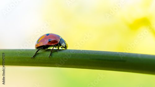 Marienkäfer auf Grashalm Tableau sur Toile
