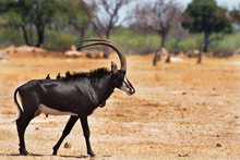 Large Sable Antelope With Oxpeckers On His Back Standing On The Open African Plains