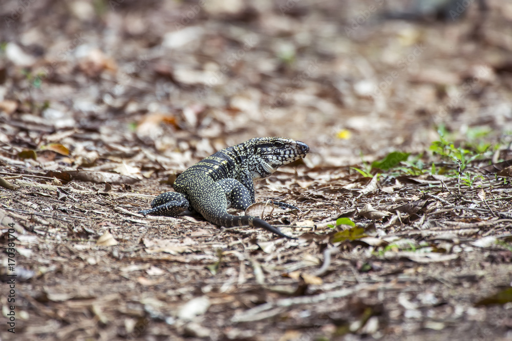 Teiú (Salvator merianae) | Black-and-white Tegu photographed in ...