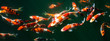 canvas print picture - Japanese Fancy Koi Carp Fishes