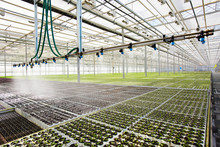 Modern System Of Irrigation In Large Hothouse At Agricultural Farm