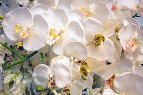 Naklejki storczyki  biale-orchidee