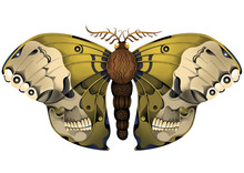 Moth Insect Illustration With Skull Wings
