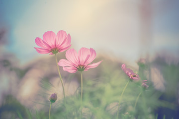 Wall Mural - cosmos flower on vintage background
