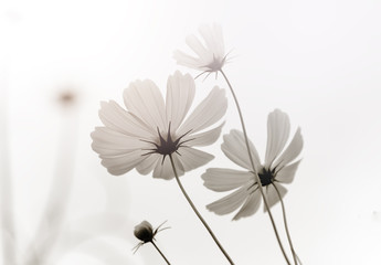 Wall Mural - high key and soft image of white cosmos flower