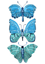 Insect Illustration With Three Butterflies