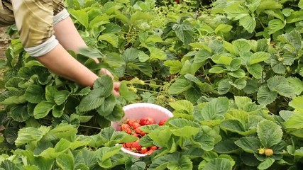 Wall Mural - Gathering ripe strawberries form the garden bed