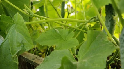 Wall Mural - Cutting cucumbers in greenhouse