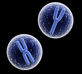 Wall Mural - X and Y chromosomes in cell