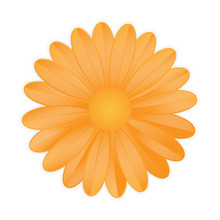 Orange Flower On White Background