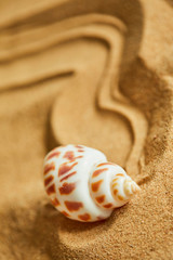 shells on the sand