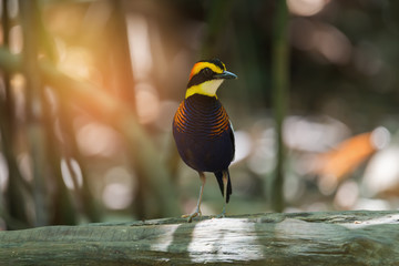 A vivid pitta bird standing on log in deep forest,natural bokeh background..Bird watching and photography is a good hobby to implant  our forest conservation.