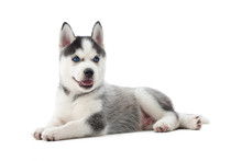 Isolated Portrait Of Little Puppy Siberian Husky Dog With Blue Eyes, Lying On Floor In Studio. Funny Small Dog With Opened Mouth, Resting, Relaxed, Looking Away. Carried Dog.