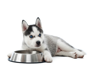 Wall Mural - Front view of carried puppy of siberian husky dog lying against silver plate with water or food. Little funny dog with blue eyes, gray and black fur, playing, looking away. Studio isolate on white.