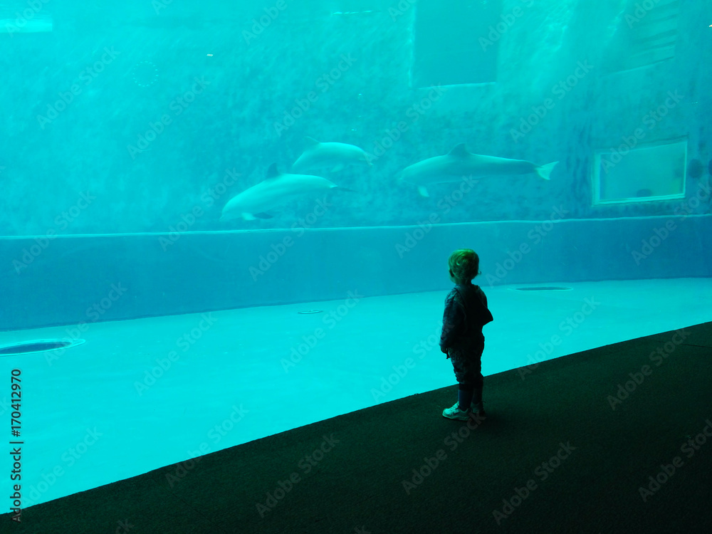 Obraz na płótnie a child looks at the dolphins at the aquarium w salonie