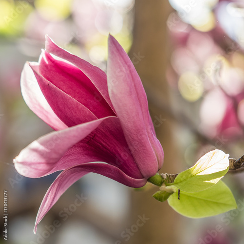 Zdjęcie XXL Wino portowe magnolia wiosna 2017, Kirribilli, Sydney NSW