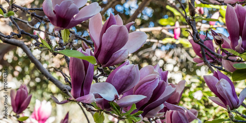 Plakat Wino portowe magnolia wiosna 2017, Kirribilli, Sydney NSW