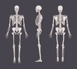 © Good Studio - Set of realistic skeletons isolated on gray background. Anterior, lateral and posterior view. Concept of anatomy of human skeletal system. Vector illustration for educational or medical banner.