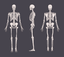 Set Of Realistic Skeletons Isolated On Gray Background. Anterior, Lateral And Posterior View. Concept Of Anatomy Of Human Skeletal System. Vector Illustration For Educational Or Medical Banner.