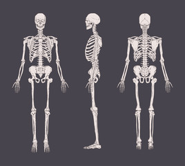 set of realistic skeletons isolated on gray background. anterior, lateral and posterior view. concep