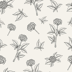 Poster - Lovely botanical seamless pattern with ginseng berries growing on stem with leaves on white background. Exotic plants with ripened fruits. Monochrome vector illustration for fabric print, wallpaper.