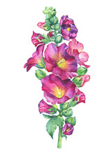 Alcea Rosea, Mallow Pink Flower (malva, Hollyhock, Althaea Rugosa). Watercolor Hand Drawn Painting Floral Illustration Isolated On White Background. For Design -posters, Greeting Card, Invitations.
