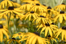 Field Of Orange Coneflower For Backgrounds
